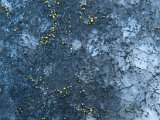 Candelariella aurella ciel étoilé-3.jpg